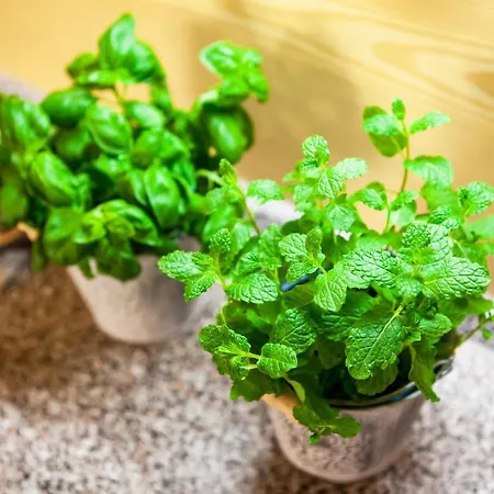 Pinus, Tale, Chopok Juh